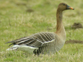 Taiga Bean Goose